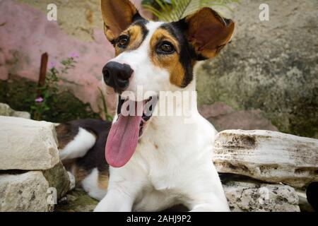 Cane con bianco, arancione e macchie nere che giace nel giardino naturale Foto Stock