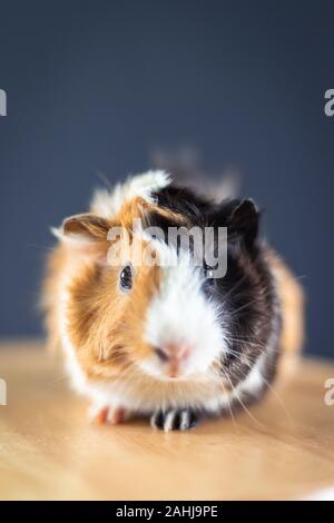 La cavia con 3 colori mix - di fronte alla telecamera e sedetevi su una sedia in studio Foto Stock