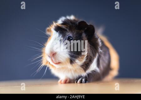 La cavia con 3 colori mix - Guarda la fotocamera e sedetevi su una sedia con qualche carota in studio Foto Stock
