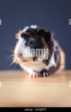 La cavia con 3 colori mix - Guarda la fotocamera e sedetevi su una sedia con qualche carota in studio, verticale Foto Stock