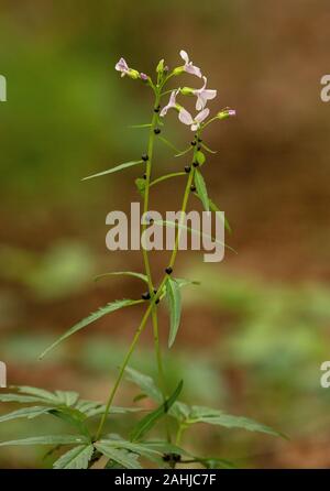 Coralroot Bittercress, Cardamine bulbifera, in fiore e con bulbilli nei nodi. Bosco di Faggio. Regno Unito rarità. Foto Stock