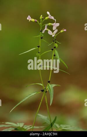 Coralroot Bittercress, Cardamine bulbifera, in fiore e con bulbilli nei nodi. Bosco di Faggio. Regno Unito rarità. Foto Stock