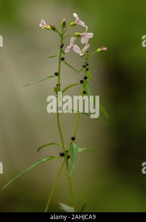 Coralroot Bittercress, Cardamine bulbifera, in fiore e con bulbilli nei nodi. Bosco di Faggio. Regno Unito rarità. Foto Stock