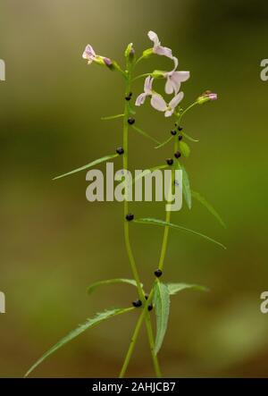 Coralroot Bittercress, Cardamine bulbifera, in fiore e con bulbilli nei nodi. Bosco di Faggio. Regno Unito rarità. Foto Stock