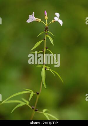 Coralroot Bittercress, Cardamine bulbifera, in fiore e con bulbilli nei nodi. Bosco di Faggio. Regno Unito rarità. Foto Stock