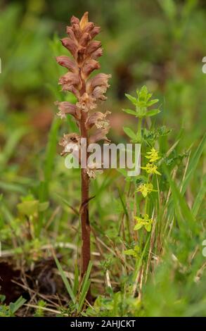 Chiodi di garofano e profumata di Succhiamele prataiolo, Orobanche caryophyllacea, sui parassiti Crosswort; Croazia. Foto Stock