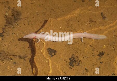 Olm, Proteus anguinis, nella grotta di Baredine, Jama - Grotta di Baredine, Istria, Croazia, Foto Stock