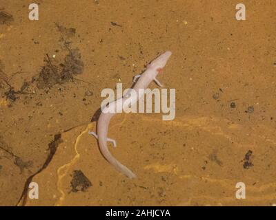 Olm, Proteus anguinis, nella grotta di Baredine, Jama - Grotta di Baredine, Istria, Croazia, Foto Stock