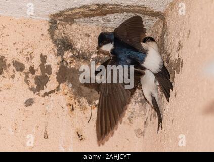 Casa comune Martins, Delichon urbicum, al nido ancora in costruzione - in primavera. Foto Stock