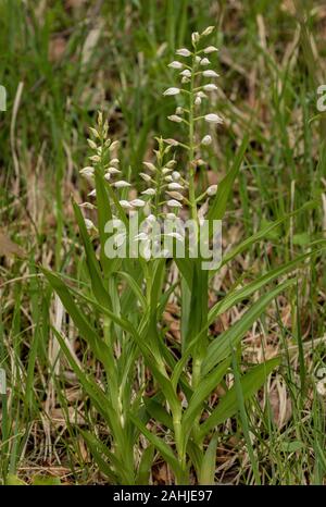 Spada-lasciava helleborine, Cephalanthera longifolia, in fiore nel bosco di luce sul calcare. Foto Stock
