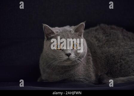 In prossimità di un grazioso inglese shorthair cat Foto Stock