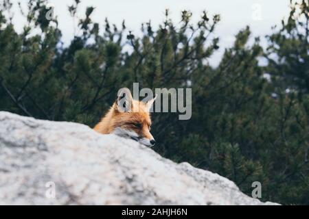 Wild red fox di nascondersi dietro la roccia in Alti Tatra, Slovacchia. Foto Stock