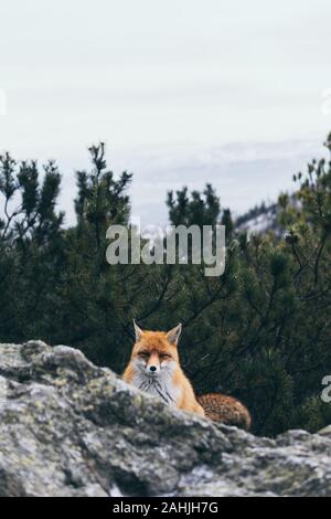 Wild red fox di nascondersi dietro la roccia in Alti Tatra, Slovacchia. Orientamento verticale. Orientamento verticale. Foto Stock