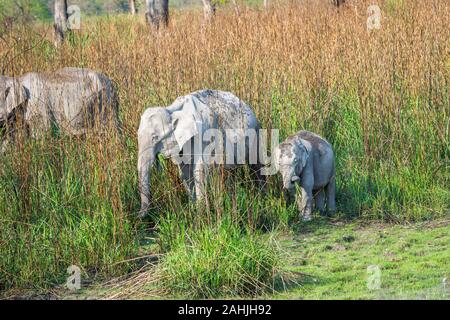 Un gruppo familiare di adulti e un adolescente elefante indiano (Elephas maximus indicus) pascolano in erba lungo il Parco Nazionale di Kaziranga, Assam, nordest ho Foto Stock