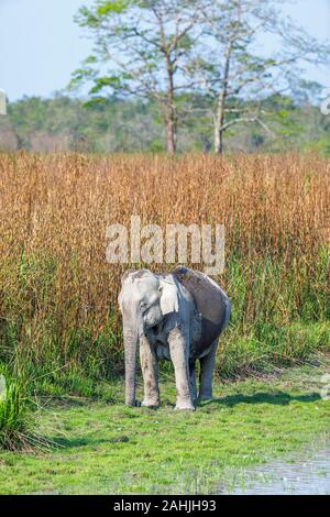 Femmine gravide di elefante indiano (Elephas maximus indicus) in piedi da erba lunga sul bordo dell'acqua, il Parco Nazionale di Kaziranga, Assam, Nordest dell India Foto Stock