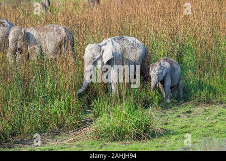 Un gruppo familiare di adulti e un adolescente elefante indiano (Elephas maximus indicus) pascolano in erba lungo il Parco Nazionale di Kaziranga, Assam, nordest ho Foto Stock