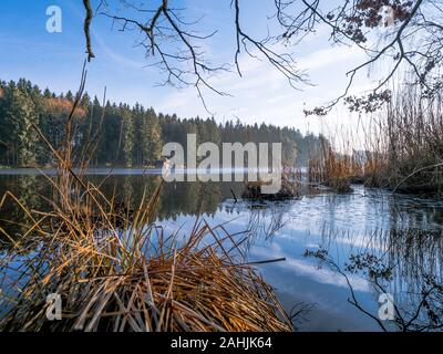 Sundaywalk intorno al Roter Weiher, Erlenmoos Rot an der Rot Germania Foto Stock