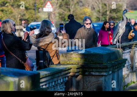 Serpentina, Hyde Park, London, Regno Unito. 30 dic 2019. Un Airone cenerino guardato da turisti si erge sentinal sul ponte al di sopra della serpentina in Hyde Park, Londra Credito: Guy Bell/Alamy Live News Foto Stock