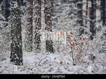 Appena coperta di neve tronchi di alberi di pino e un po' di quercia in Fraconian foresta vicino Diepersdorf in Baviera, Germania Foto Stock