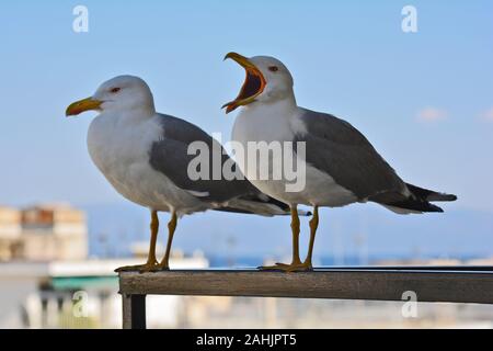 La Grecia, due gabbiani sulla ringhiera di balcone Foto Stock