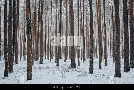 Uno splendido scenario con tronchi di alberi di pino in una foresta appena coperte di neve in inverno vicino Diepersdorf, Franconia / Baviera, Germania Foto Stock