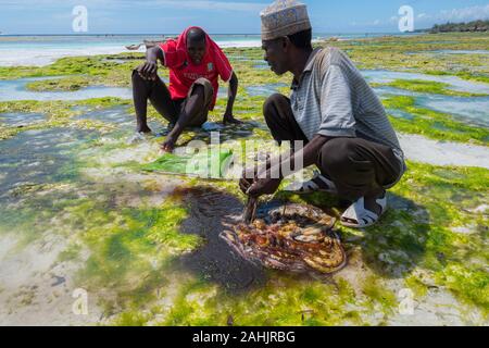 Zanzibar, Tanzania - Settembre 2019: Polpo pescatori sulla costa est di Zanzibar Foto Stock