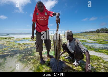 Zanzibar, Tanzania - Settembre 2019: Polpo pescatori sulla costa est di Zanzibar Foto Stock