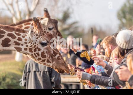 Alimentazione della Giraffa presso lo Zoo di Colchester, Essex, Regno Unito. Giraffa reticolata, Giraffa camelopardalis reticulata. Attrazione del pubblico ai visitatori l'alimentazione degli animali Foto Stock