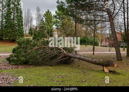 La caduta di alberi in un parco dopo una tempesta di neve a Palencia, Spagna Foto Stock