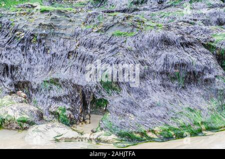 Ammassato viola Laver / Porphyra umbilicalis subissare di costa di rocce. Colore variabile dal marrone-viola al verde oliva. È commestibile e rende laverbread. Foto Stock