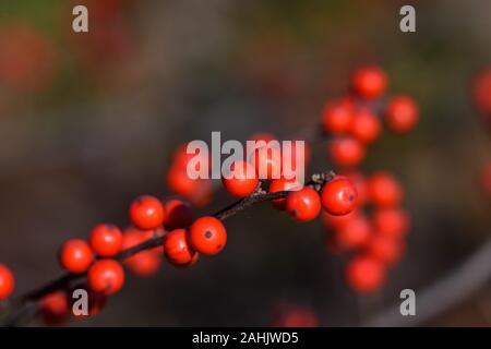 Winterberry o Ilex verticillata in un freddo giorno di inverni. Si tratta di una specie di holly nativa per Nord America orientale negli Stati Uniti. Foto Stock