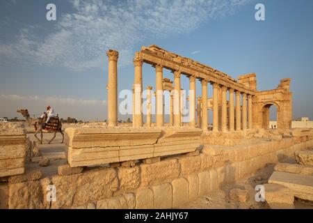 Camel presso le rovine di Palmyra, Siria Foto Stock