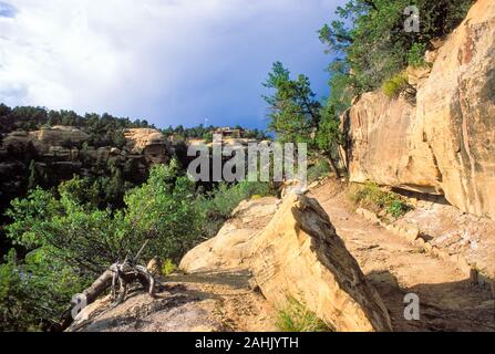 Chapin Mesa Museum, Abete Canyon Trail, Mesa Verde, Colorado Foto Stock