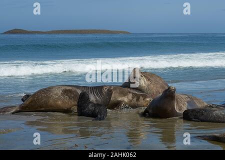 Il gruppo di allevamento di Elefante marino del sud (Mirounga leonina) con appena nati cuccioli sdraiato su una spiaggia a Sea Lion Island nelle isole Falkland. Foto Stock