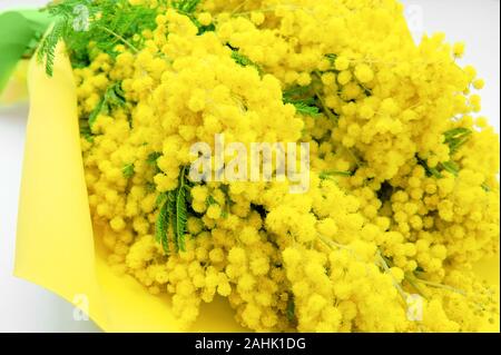 Derwentii Acacia con fiori di colore giallo , la struttura ad albero di mimosa, Acacia dealbata. Il fiore è un simbolo della molla e donna vacanza. Foto Stock