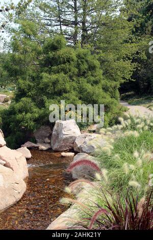 Una leggera corrente che scorre su un letto di roccia, fiancheggiata da massi, Fontana di erba, arbusti e alberi sempreverdi, accanto a un percorso a piedi in Colorado, STATI UNITI D'AMERICA Foto Stock