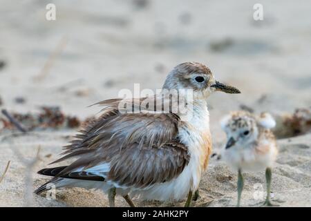 Dalla coppia di allevamento della beccaccia, la madre e il bambino sulla spiaggia a Vivian Bay Nuova Zelanda. Foto Stock