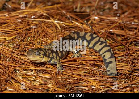 Eastern tiger salamander su aghi di pino - Ambystoma tigrinum Foto Stock