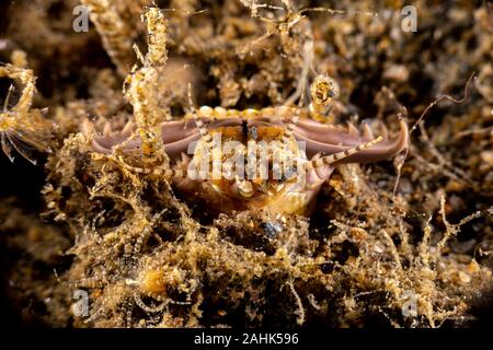 Bobbit(t) del worm o del riscontro di sabbia) è un predatore acquatico polychaete worm abitazione a fondo dell'oceano, Eunice aphroditois Foto Stock