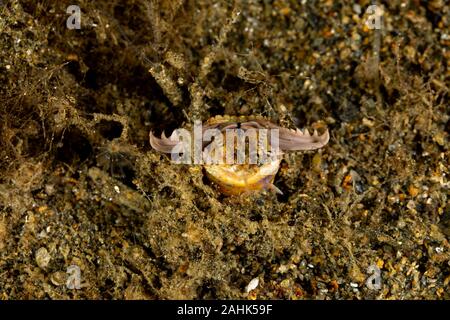 Bobbit(t) del worm o del riscontro di sabbia) è un predatore acquatico polychaete worm abitazione a fondo dell'oceano, Eunice aphroditois Foto Stock