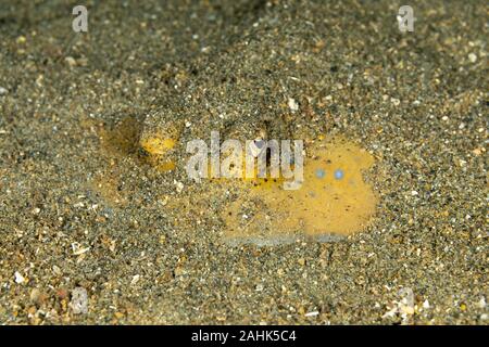 Bluespotted stingray, Neotrygon kuhlii, Dasyatis kuhlii, noto anche come bluespotted maskray o Kuhl's stingray, è una specie di stingray del Dasyati Foto Stock