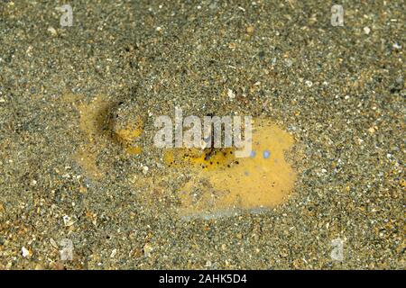 Bluespotted stingray, Neotrygon kuhlii, Dasyatis kuhlii, noto anche come bluespotted maskray o Kuhl's stingray, è una specie di stingray del Dasyati Foto Stock