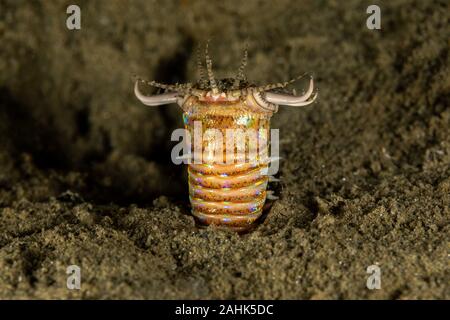 Bobbit(t) del worm o del riscontro di sabbia) è un predatore acquatico polychaete worm abitazione a fondo dell'oceano, Eunice aphroditois Foto Stock