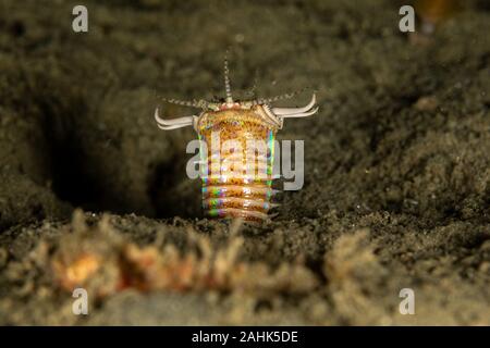 Bobbit(t) del worm o del riscontro di sabbia) è un predatore acquatico polychaete worm abitazione a fondo dell'oceano, Eunice aphroditois Foto Stock