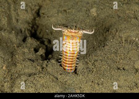 Bobbit(t) del worm o del riscontro di sabbia) è un predatore acquatico polychaete worm abitazione a fondo dell'oceano, Eunice aphroditois Foto Stock