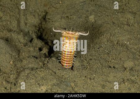 Bobbit(t) del worm o del riscontro di sabbia) è un predatore acquatico polychaete worm abitazione a fondo dell'oceano, Eunice aphroditois Foto Stock