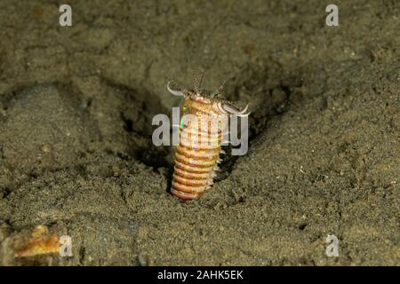 Bobbit(t) del worm o del riscontro di sabbia) è un predatore acquatico polychaete worm abitazione a fondo dell'oceano, Eunice aphroditois Foto Stock