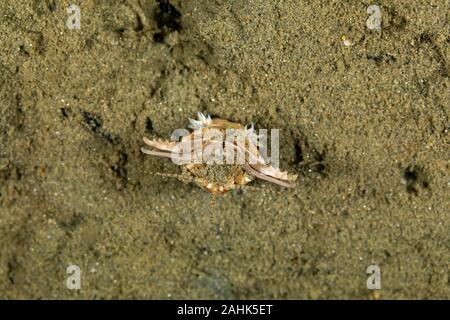 Bobbit(t) del worm o del riscontro di sabbia) è un predatore acquatico polychaete worm abitazione a fondo dell'oceano, Eunice aphroditois Foto Stock