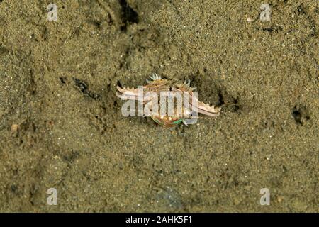 Bobbit(t) del worm o del riscontro di sabbia) è un predatore acquatico polychaete worm abitazione a fondo dell'oceano, Eunice aphroditois Foto Stock