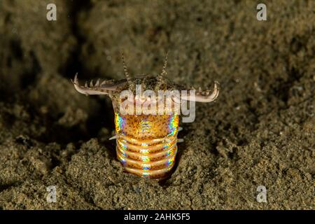 Bobbit(t) del worm o del riscontro di sabbia) è un predatore acquatico polychaete worm abitazione a fondo dell'oceano, Eunice aphroditois Foto Stock